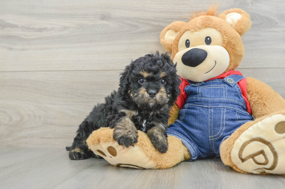 5 week old Cavapoo Puppy For Sale - Seaside Pups