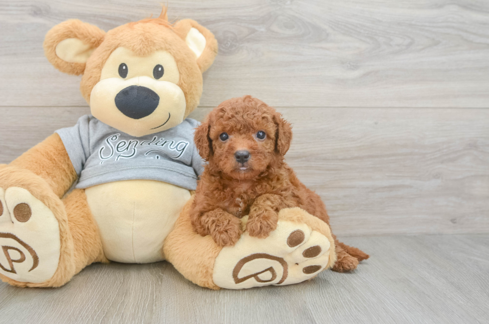 5 week old Cavapoo Puppy For Sale - Seaside Pups