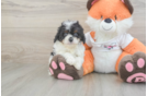 Adorable Cavalier King Charles Spaniel and Poodle Mix Poodle Mix Puppy