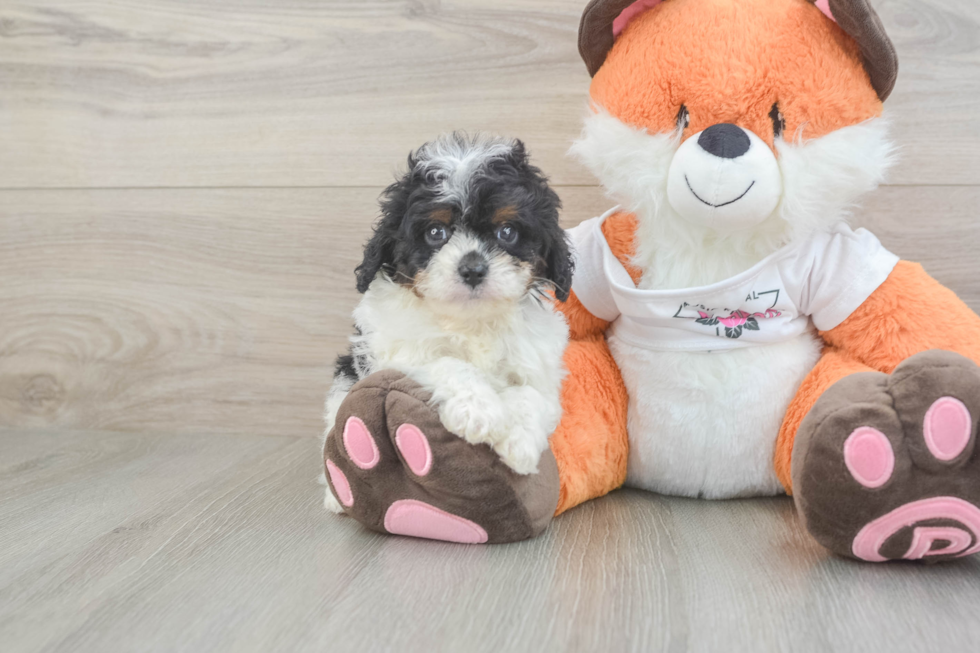 Adorable Cavalier King Charles Spaniel and Poodle Mix Poodle Mix Puppy