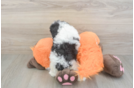 Fluffy Cavapoo Poodle Mix Pup