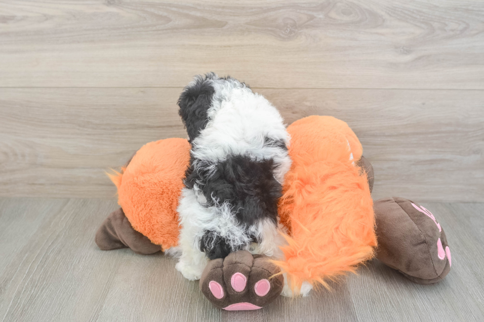 Fluffy Cavapoo Poodle Mix Pup