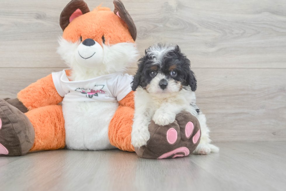 Energetic Cavoodle Poodle Mix Puppy