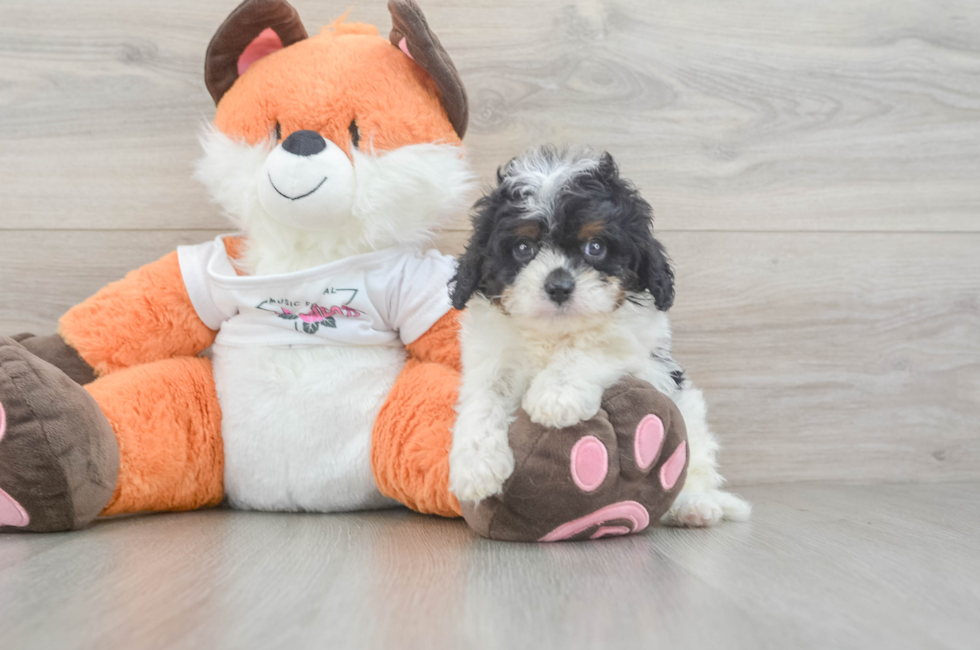 5 week old Cavapoo Puppy For Sale - Seaside Pups