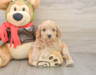 7 week old Cavapoo Puppy For Sale - Seaside Pups