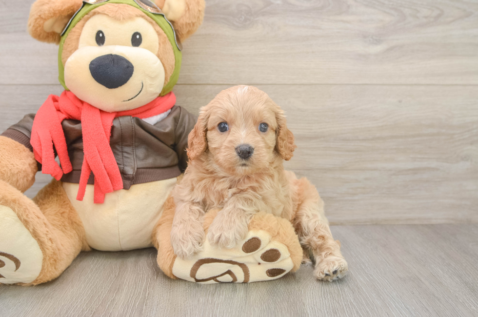 5 week old Cavapoo Puppy For Sale - Seaside Pups