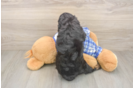 Little Cavipoo Poodle Mix Puppy