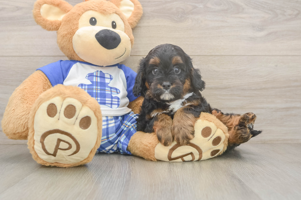 5 week old Cavapoo Puppy For Sale - Seaside Pups