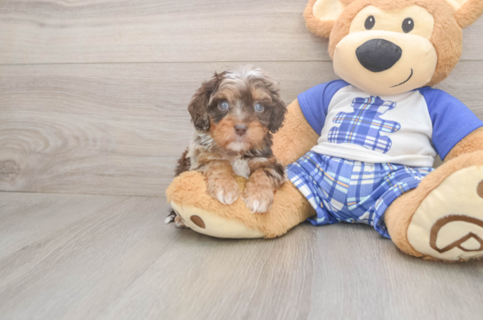 5 week old Cavapoo Puppy For Sale - Seaside Pups Cavapoo Puppy for Adoption