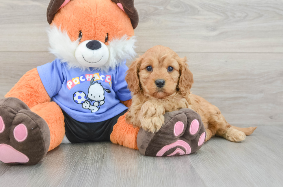 6 week old Cavapoo Puppy For Sale - Seaside Pups