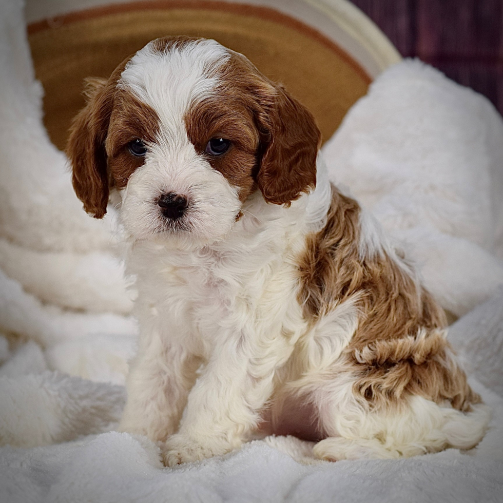 Cute Cavipoo Poodle Mix Puppy