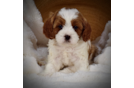 Cavapoo Pup Being Cute