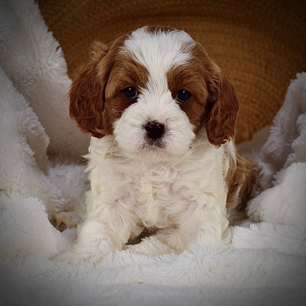 Cavapoo Pup Being Cute