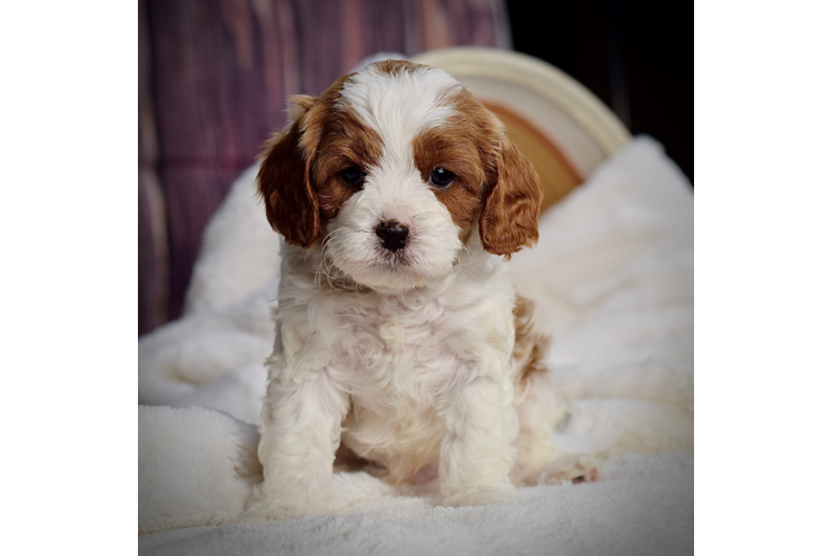 Cavapoo Puppy for Adoption