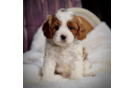 Cavapoo Puppy for Adoption