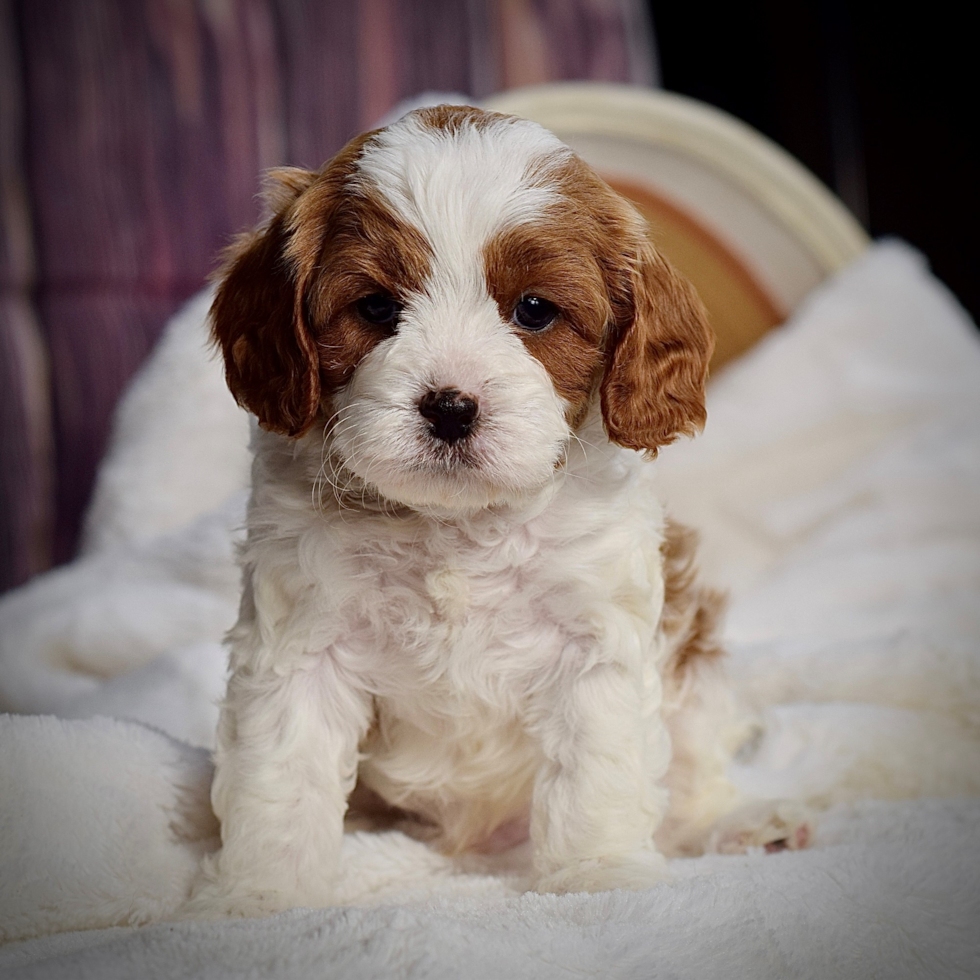 Cavapoo Puppy for Adoption