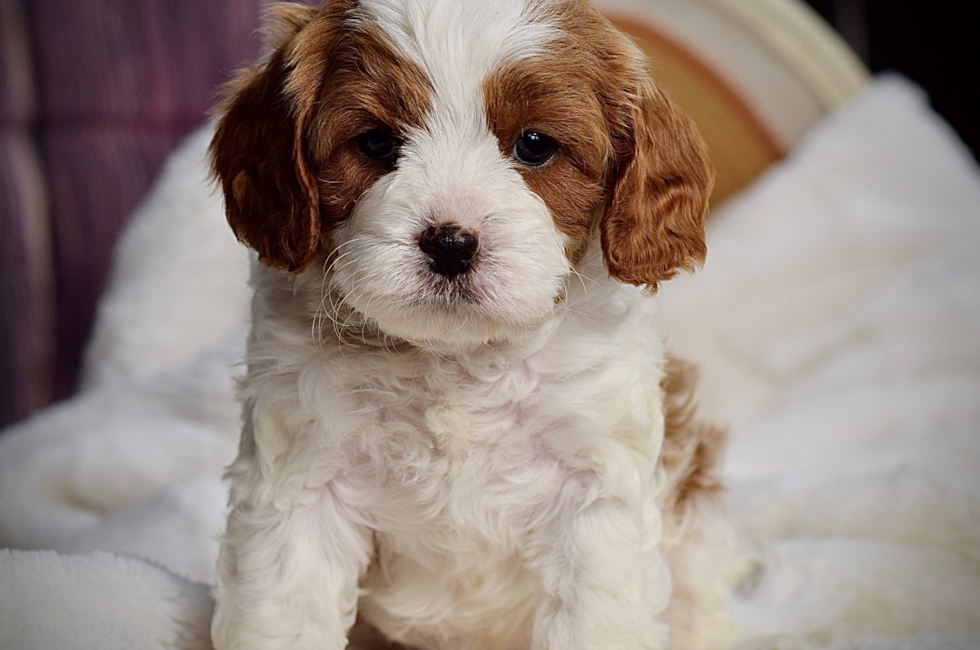 7 week old Cavapoo Puppy For Sale - Seaside Pups