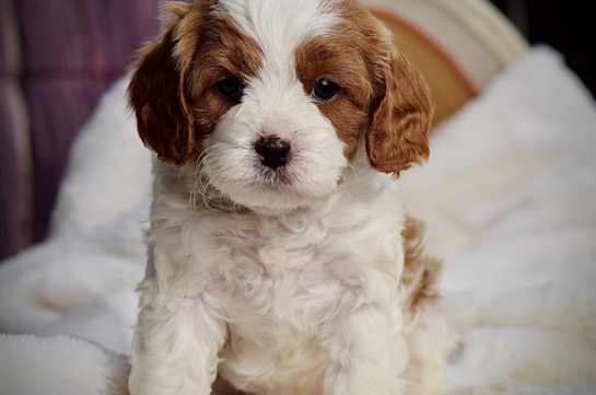 Cavapoo Puppy for Adoption