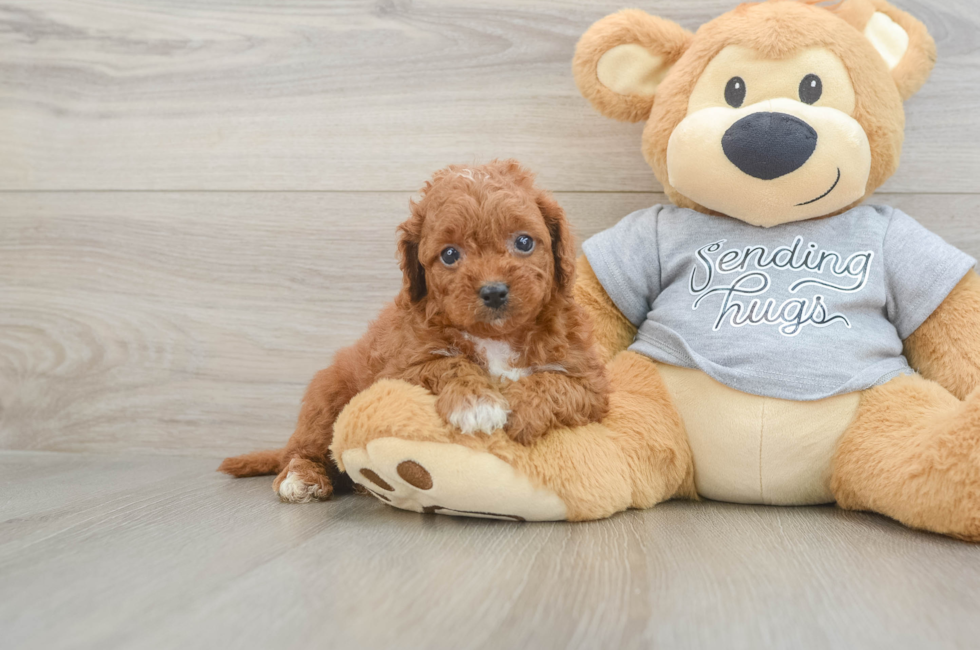 5 week old Cavapoo Puppy For Sale - Seaside Pups