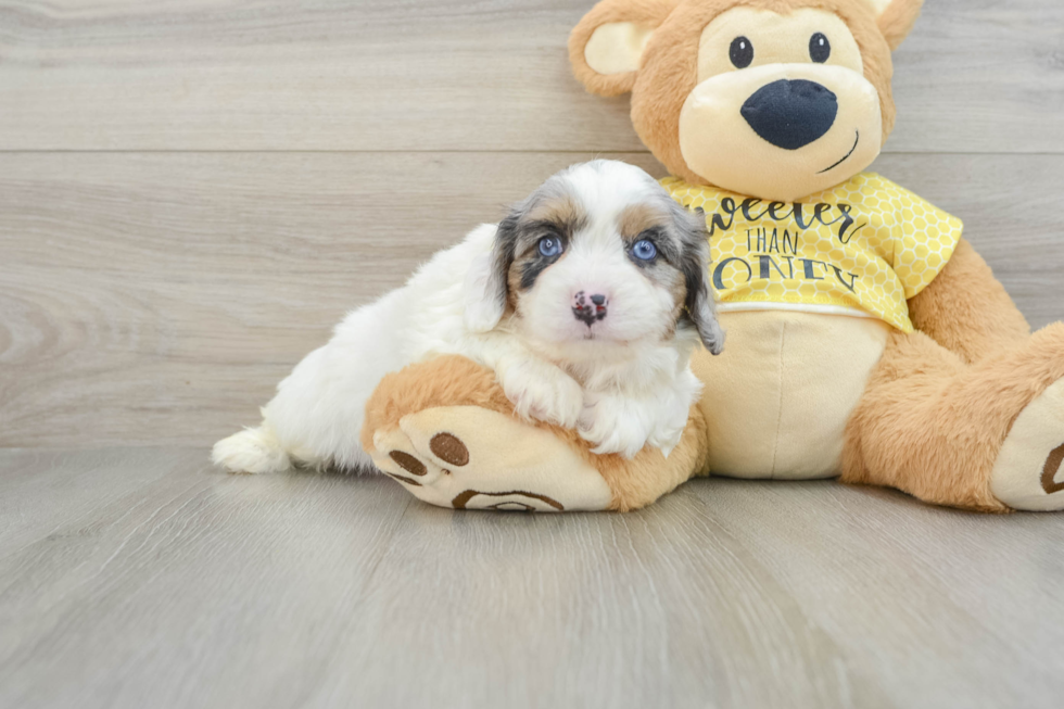 Cavapoo Pup Being Cute