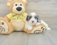 7 week old Cavapoo Puppy For Sale - Seaside Pups