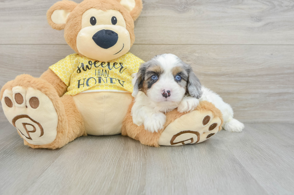 6 week old Cavapoo Puppy For Sale - Seaside Pups