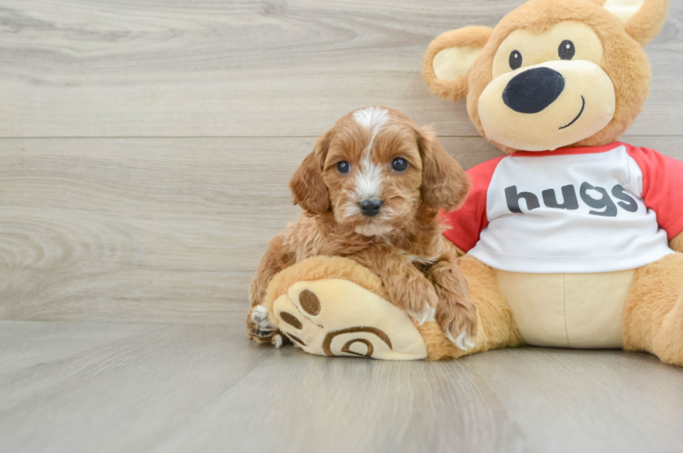 5 week old Cavapoo Puppy For Sale - Seaside Pups