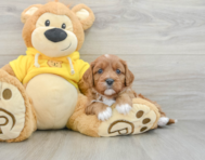 7 week old Cavapoo Puppy For Sale - Seaside Pups
