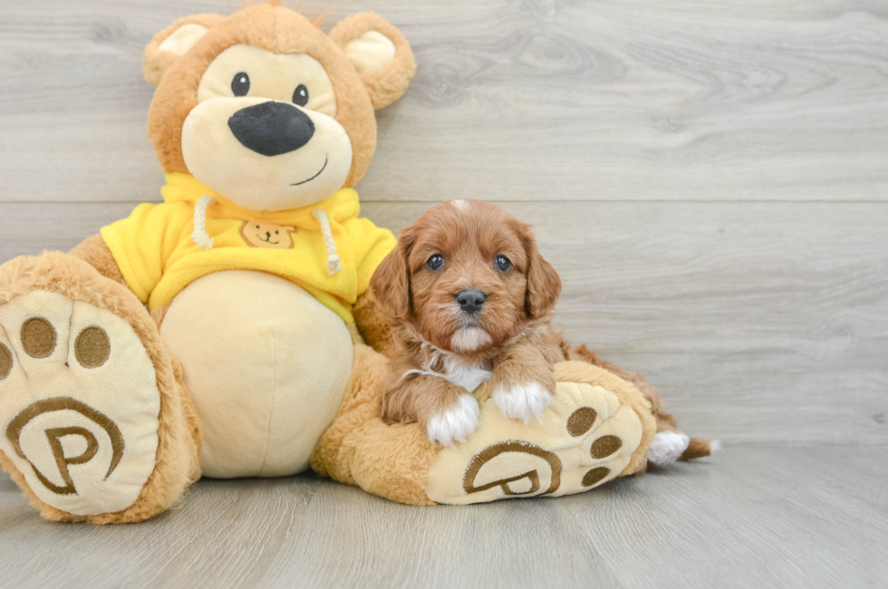 6 week old Cavapoo Puppy For Sale - Seaside Pups
