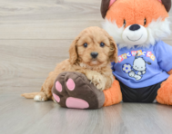 8 week old Cavapoo Puppy For Sale - Seaside Pups