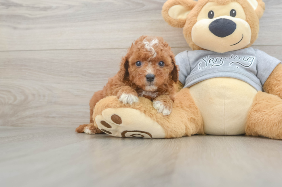 5 week old Cavapoo Puppy For Sale - Seaside Pups