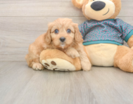 9 week old Cavapoo Puppy For Sale - Seaside Pups