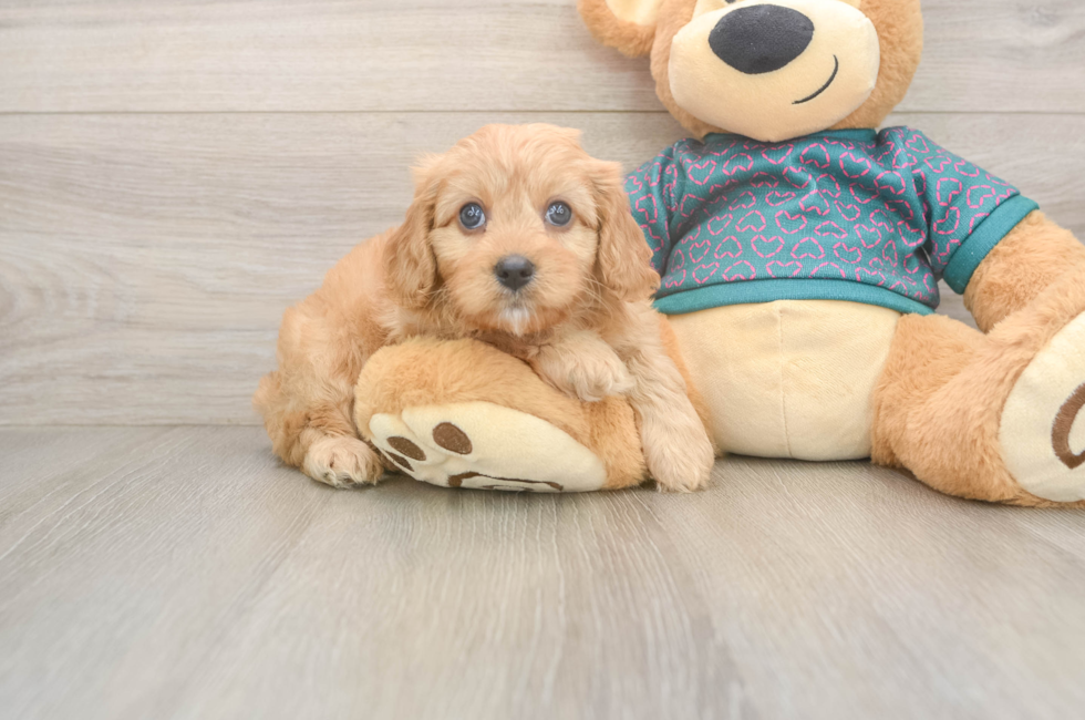 7 week old Cavapoo Puppy For Sale - Seaside Pups