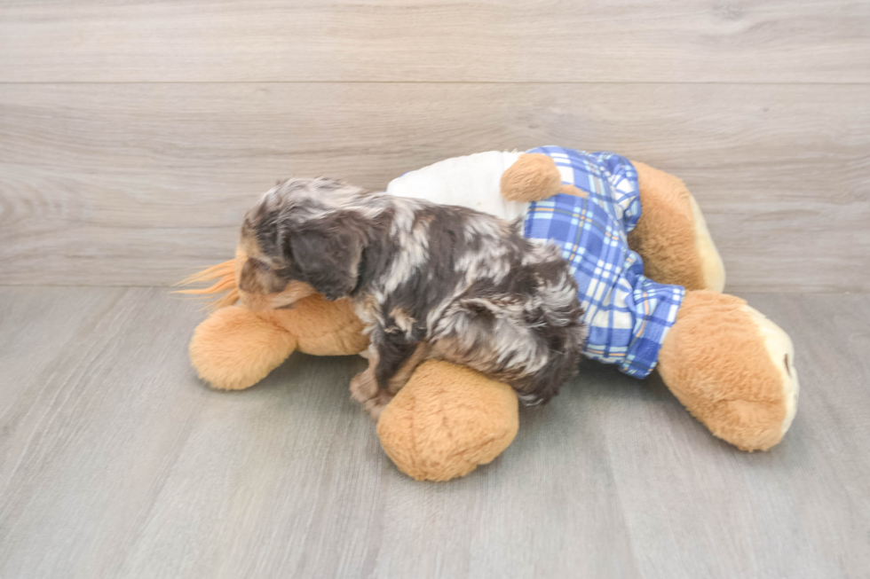 Meet Goody Boy - our Cavapoo Puppy Photo  3/3 - Seaside Pups Best Cavapoo Baby
