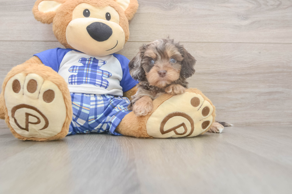 Meet Goody Boy - our Cavapoo Puppy Photo  2/3 - Seaside Pups Cavapoo Puppy for Adoption