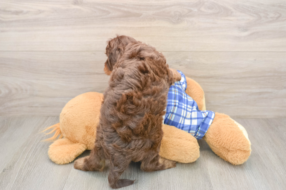 Cavapoo Puppy for Adoption
