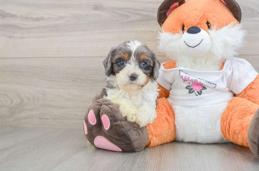 6 week old Cavapoo Puppy For Sale - Seaside Pups