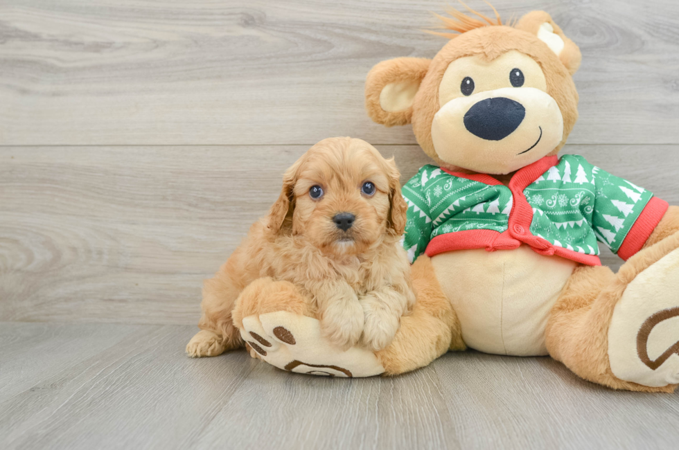 5 week old Cavapoo Puppy For Sale - Seaside Pups