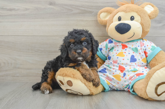 Cavapoo Puppy for Adoption