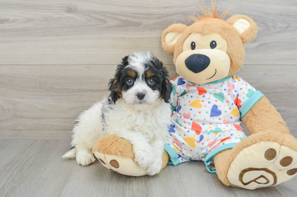 7 week old Cavapoo Puppy For Sale - Seaside Pups