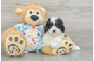 Adorable Cavalier King Charles Spaniel and Poodle Mix Poodle Mix Puppy