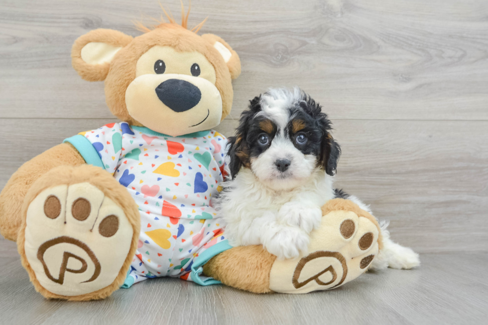 Adorable Cavalier King Charles Spaniel and Poodle Mix Poodle Mix Puppy