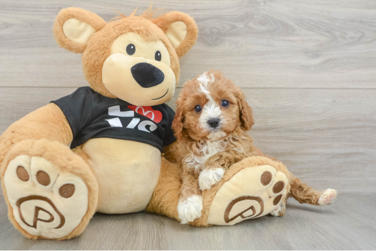 Best Cavapoo Baby
