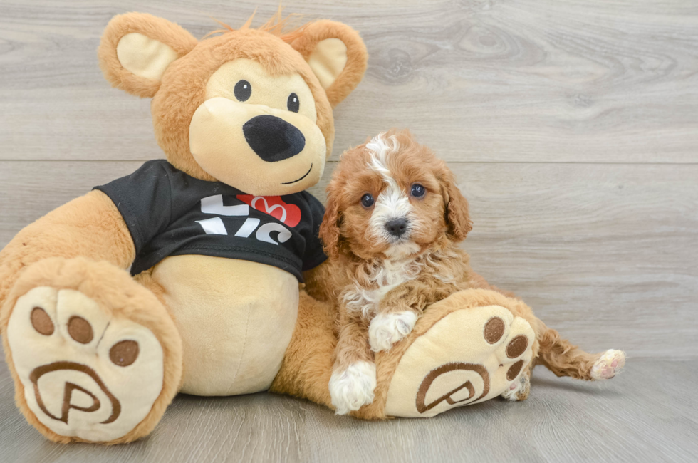 6 week old Cavapoo Puppy For Sale - Seaside Pups