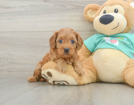 9 week old Cavapoo Puppy For Sale - Seaside Pups