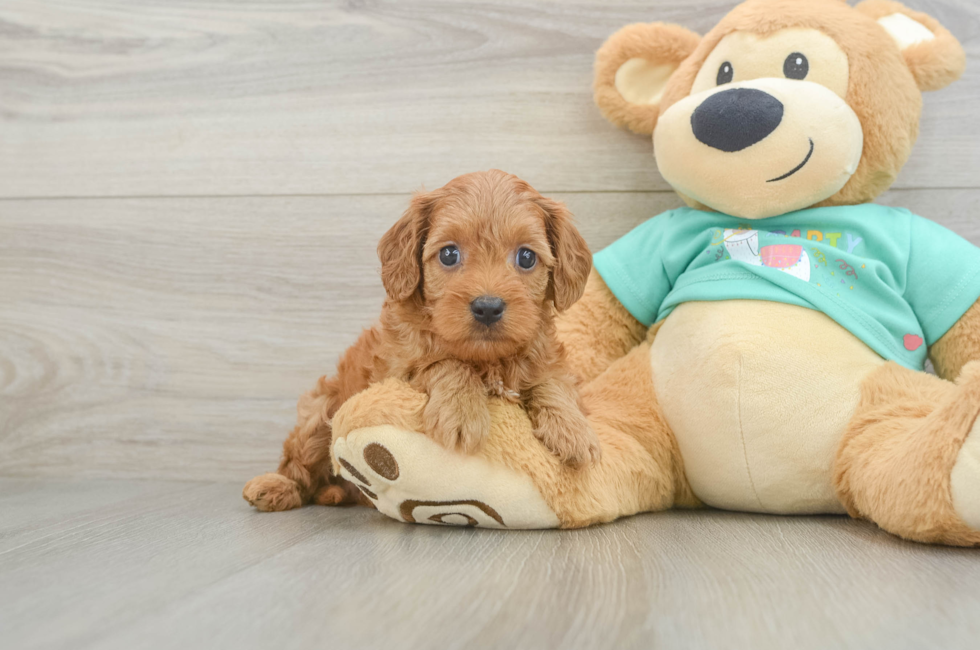 7 week old Cavapoo Puppy For Sale - Seaside Pups