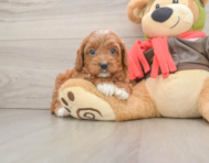 7 week old Cavapoo Puppy For Sale - Seaside Pups