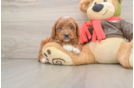 Friendly Cavapoo Baby