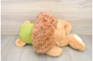 Small Cavapoo Baby