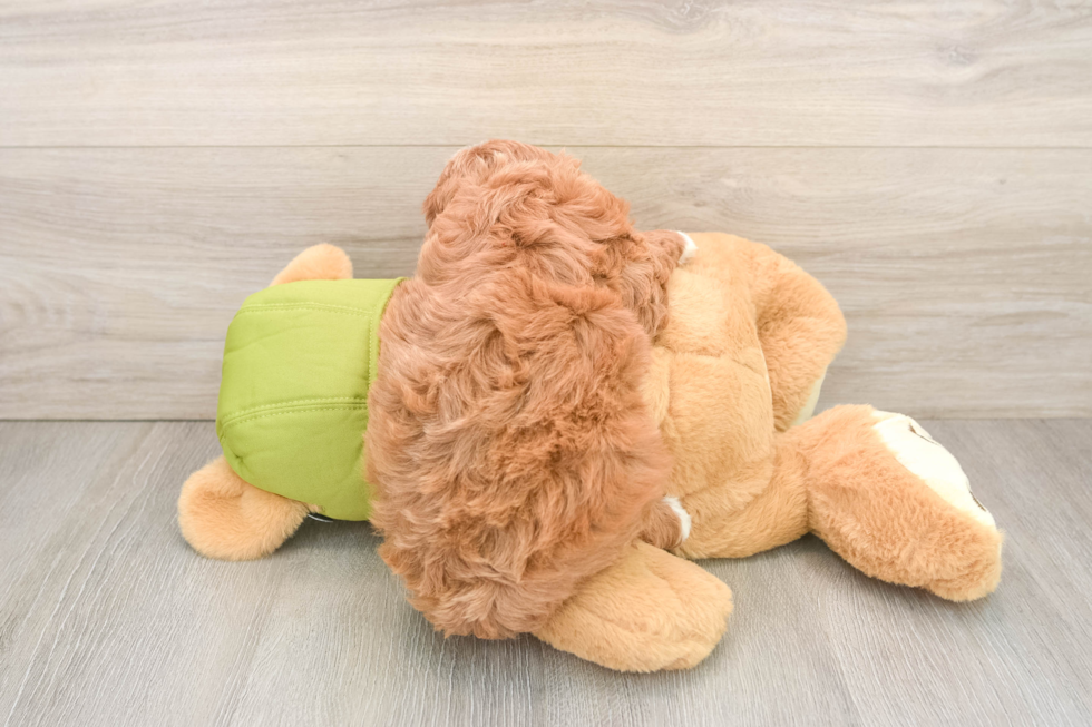 Small Cavapoo Baby
